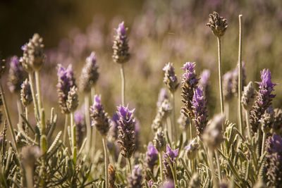 Close-up of purple flowering plants on field