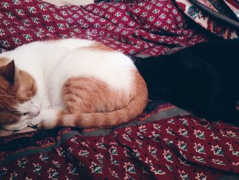 Close-up of cats sleeping on bed