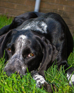 Close-up portrait of black dog