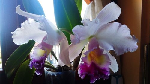 Close-up of flowers