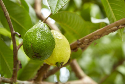 Close-up of guavas growing on tree