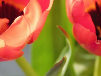 Close-up of flower blooming outdoors