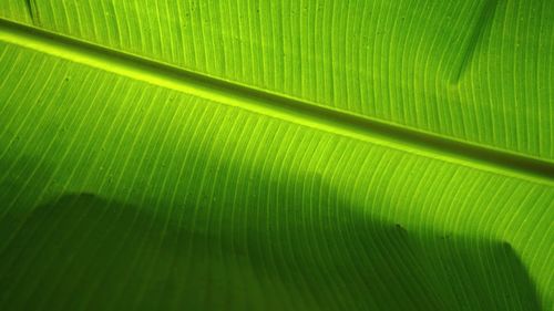 Full frame shot of green leaves