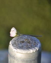 Close-up of white flower on metal