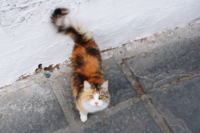 Calico kitten looking into camera in greece 