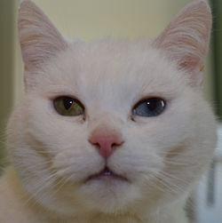 Close-up portrait of a cat