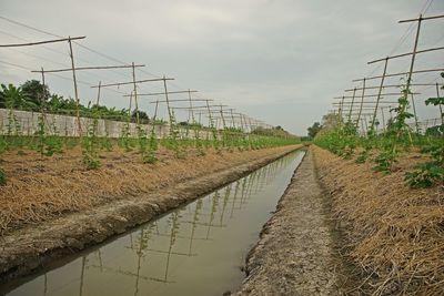 Plants growing on field by canal against sky