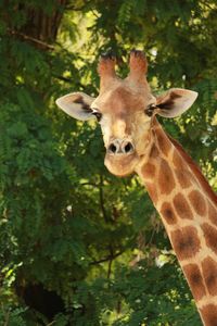 Close-up of giraffe against trees