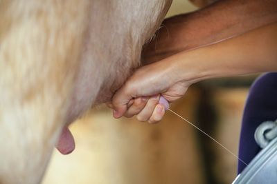 Cropped hands milking animal
