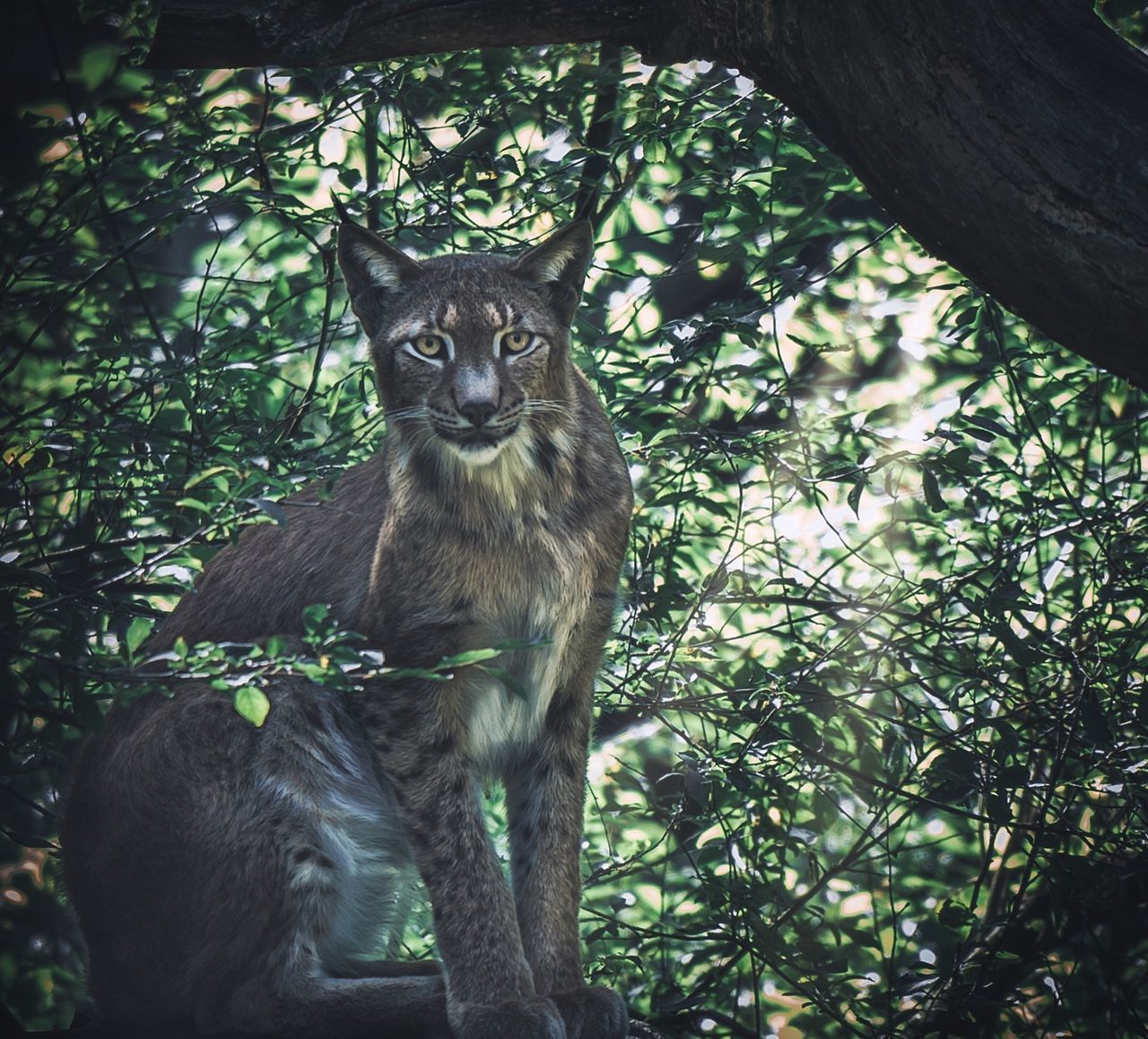 PORTRAIT OF CAT ON TREE TRUNK