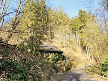 Footpath amidst trees and plants in forest against sky