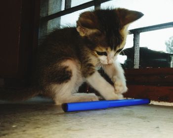 Cat sitting on floor
