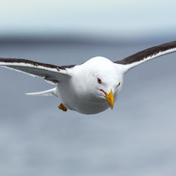 Close-up of seagull flying