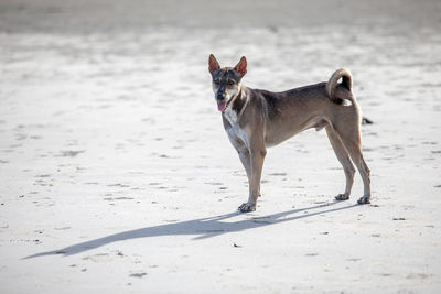 Dog running on beach