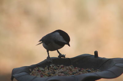 Close-up of bird perching outdoors