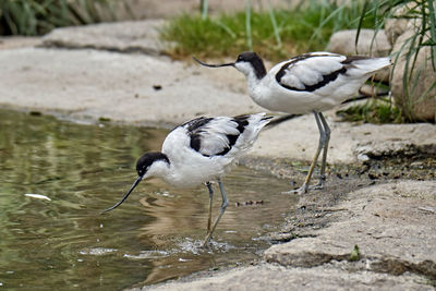 View of birds on rock