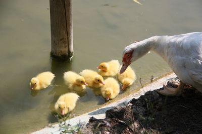 High angle view of ducks in lake