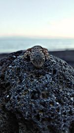 Close-up of lizard on rock at beach