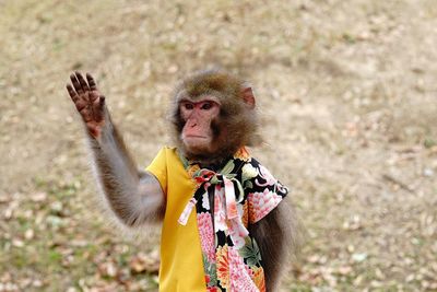 Portrait of a monkey waving