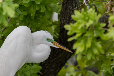 Close-up of white bird perching on tree