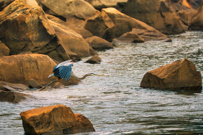 Close-up of bird on rock