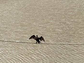 High angle view of duck swimming in lake