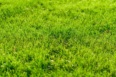 Full frame shot of green field