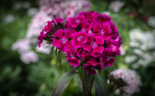 Close-up of pink flowering plant