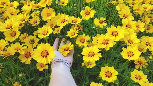 Close-up of yellow flowers