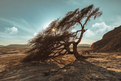 Scenic view of desert against sky