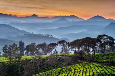 Scenic view of terrace fields and mountains in foggy weather during sunrise