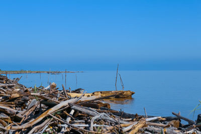 Driftwood on beach against clear blue sky