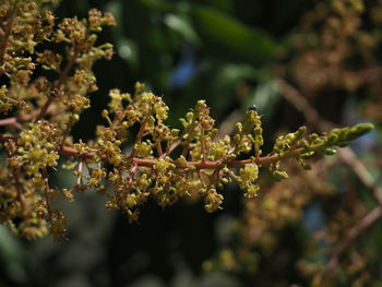 Close-up of flowering plant