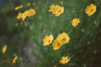 Close-up of yellow flowering plant