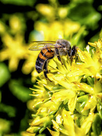 Close-up of bee pollinating on yellow flower