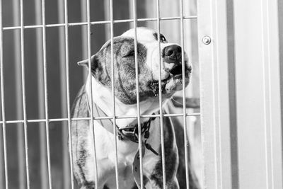 Close-up of dog in cage