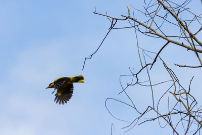 Low angle view of bird flying against sky