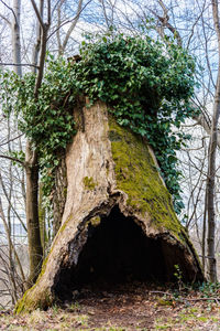 Low angle view of trees in forest