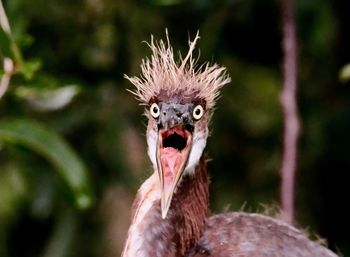 Close-up portrait of a bird