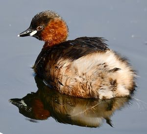 Close-up of duck swimming in lake