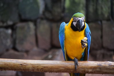 Close-up of parrot perching on branch