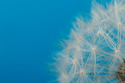 Close-up of dandelion against blue sky