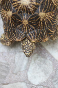 Close-up high angle view of snake