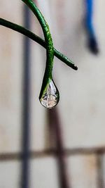Close-up of insect on plant