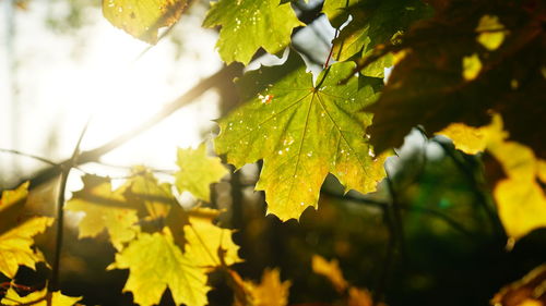 Close-up of yellow leaves on tree