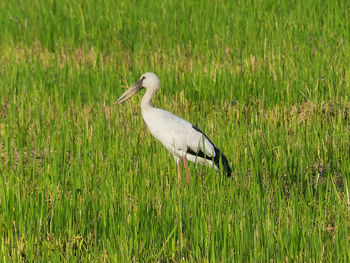 Stork bird in the nature