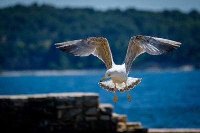 Seagull flying over sea