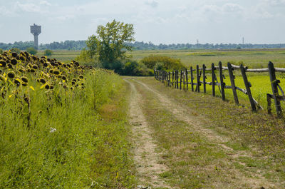 View of sheep on field against sky