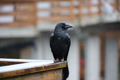 Close-up of bird perching on railing