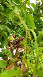 Bird perching on a tree